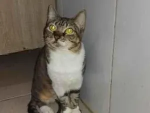 Gato raça SRD-ViraLata idade 1 ano nome sol