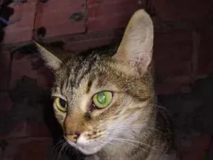 Gato raça SRD-ViraLata idade 3 anos nome Miúda