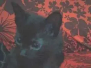 Gato raça SRD-ViraLata idade 2 a 6 meses nome Jiji