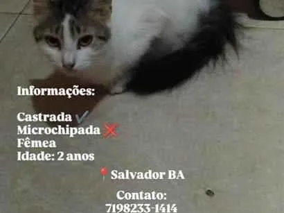 Gato raça SRD-ViraLata idade 2 anos nome Dude