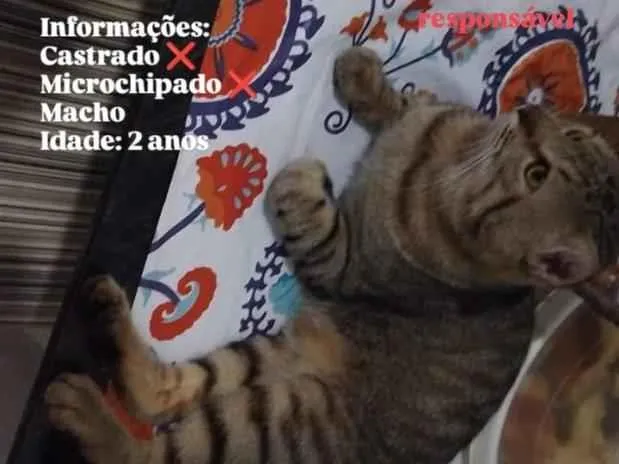 Gato raça SRD-ViraLata idade 2 anos nome Tigrado