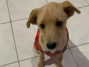 Cachorro raça SRD-ViraLata idade 2 a 6 meses nome Zac