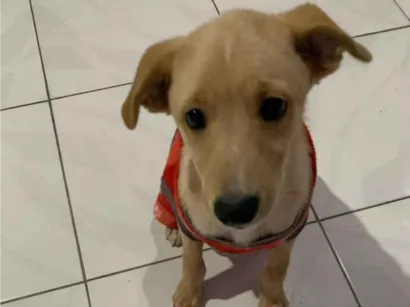 Cachorro raça SRD-ViraLata idade 2 a 6 meses nome Zac