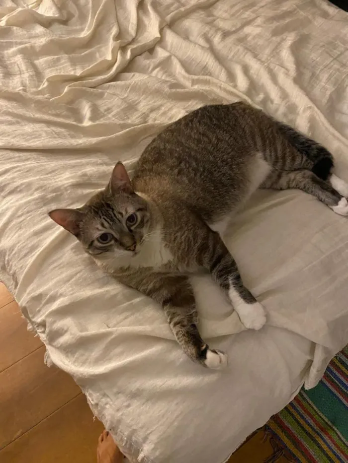 Gato raça SRD-ViraLata idade 4 anos nome Gelinho