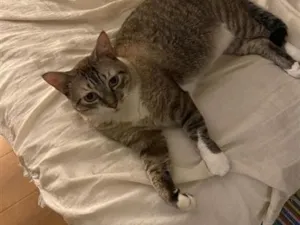 Gato raça SRD-ViraLata idade 4 anos nome Gelinho