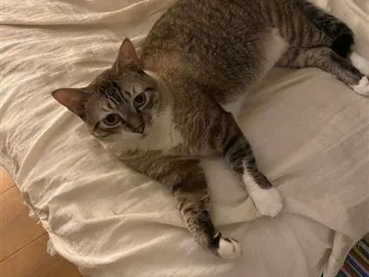 Gato raça SRD-ViraLata idade 4 anos nome Gelinho