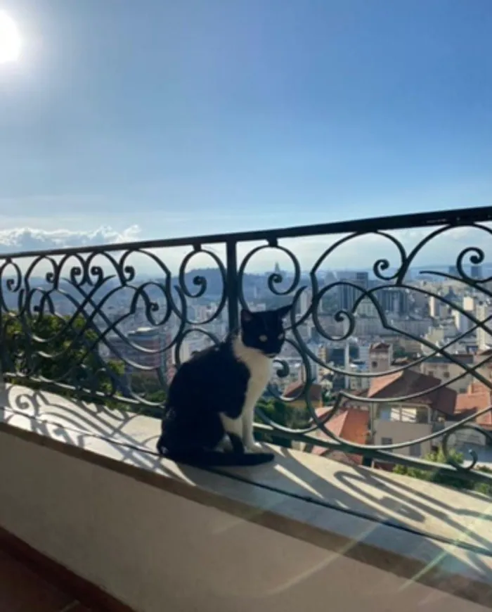 Gato raça SRD-ViraLata idade 3 anos nome Gyoza