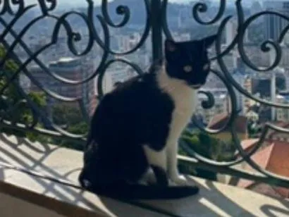 Gato raça SRD-ViraLata idade 3 anos nome Gyoza