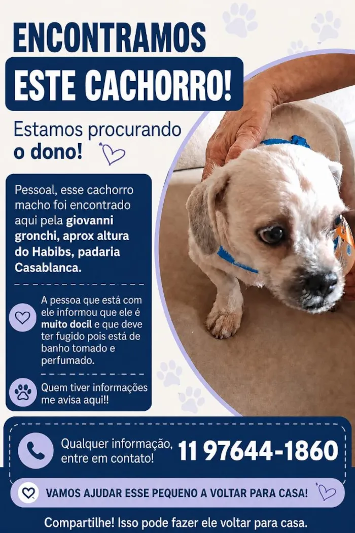 Cachorro raça Shitzu idade 3 anos nome não identificado