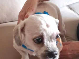 Cachorro raça Shitzu idade 3 anos nome não identificado