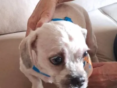 Cachorro raça Shitzu idade 3 anos nome não identificado