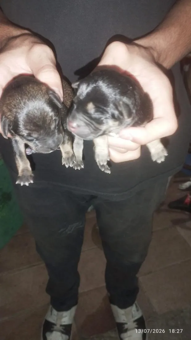 Cachorro raça SRD-ViraLata idade Abaixo de 2 meses nome sem nome ainda