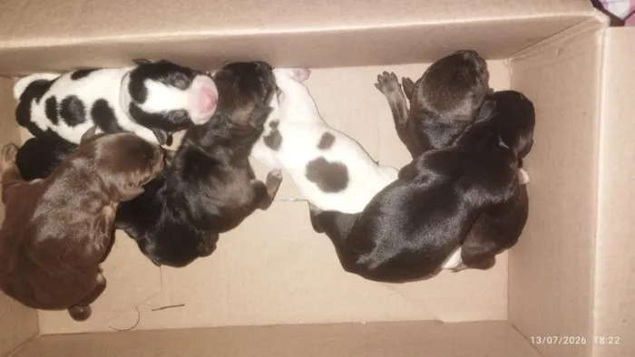 Cachorro raça SRD-ViraLata idade Abaixo de 2 meses nome sem nome ainda