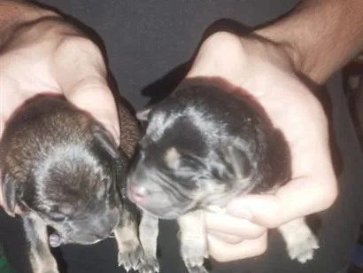 Cachorro raça SRD-ViraLata idade Abaixo de 2 meses nome sem nome ainda