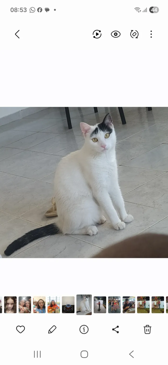 Gato raça SRD-ViraLata idade 5 anos nome Nino