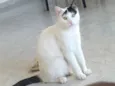 Nino