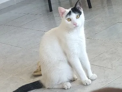 Gato raça SRD-ViraLata idade 5 anos nome Nino
