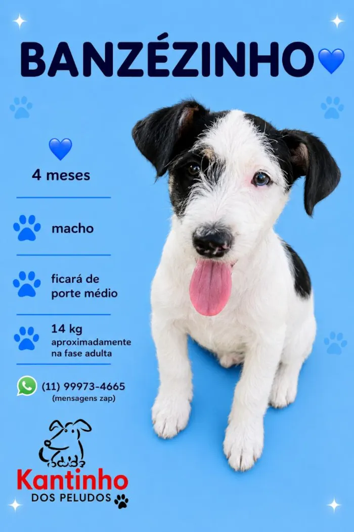 Cachorro raça SRD-ViraLata idade 2 a 6 meses nome Banzézinho
