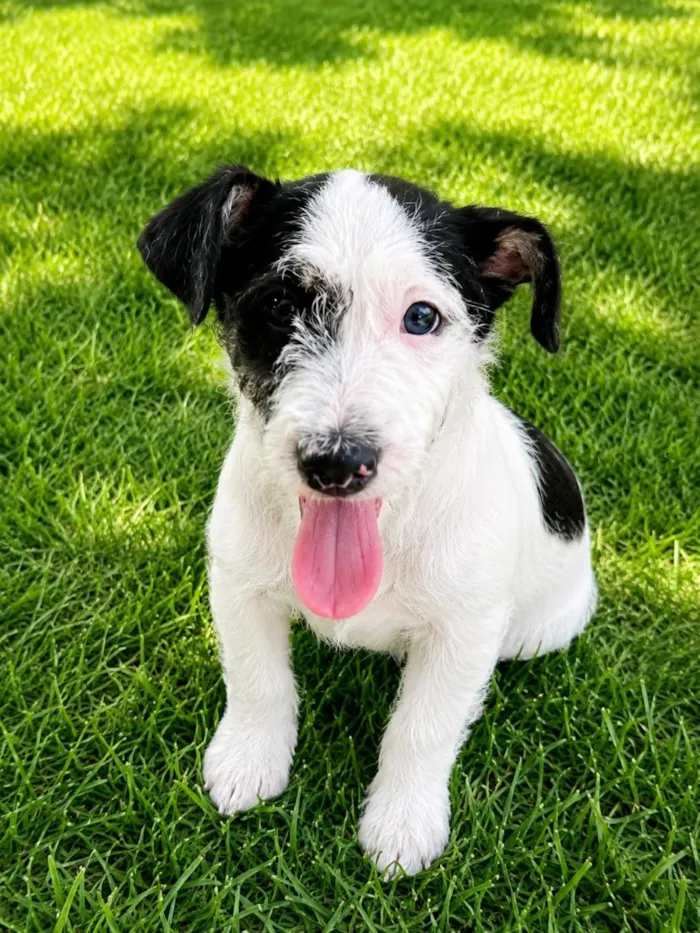 Cachorro raça SRD-ViraLata idade 2 a 6 meses nome Banzézinho