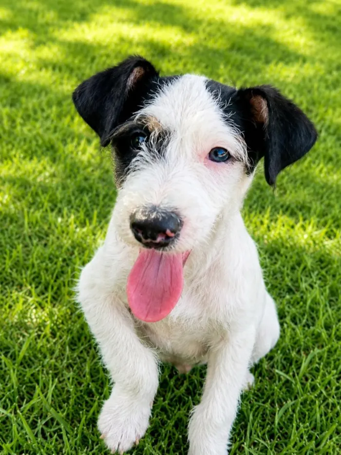 Cachorro raça SRD-ViraLata idade 2 a 6 meses nome Banzézinho