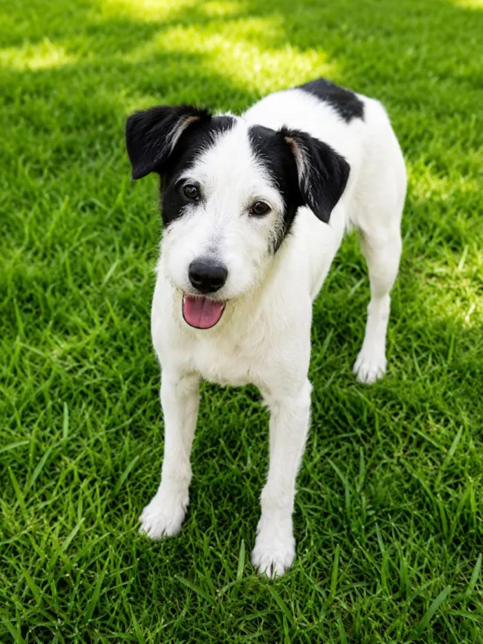 Cachorro raça SRD-ViraLata idade 2 a 6 meses nome Banzézinho