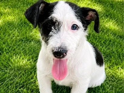 Cachorro raça SRD-ViraLata idade 2 a 6 meses nome Banzézinho