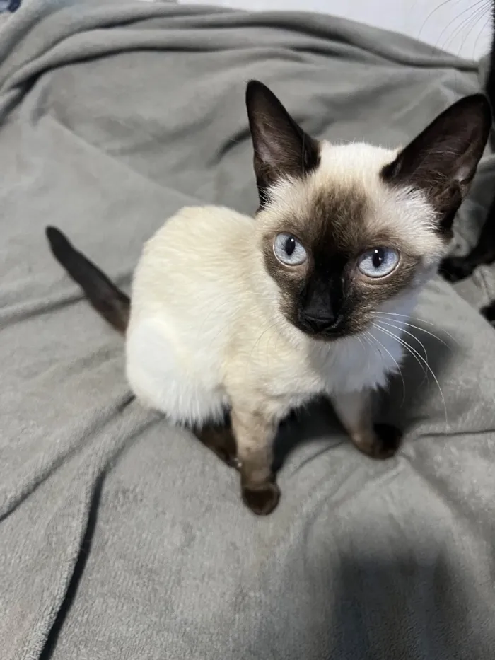 Gato raça Siamês idade 2 a 6 meses nome JoJo
