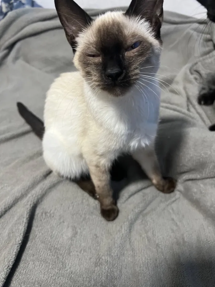 Gato raça Siamês idade 2 a 6 meses nome JoJo