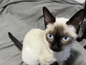 Gato raça Siamês idade 2 a 6 meses nome JoJo