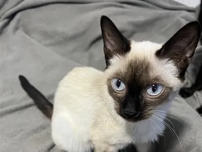 Gato raça Siamês idade 2 a 6 meses nome JoJo