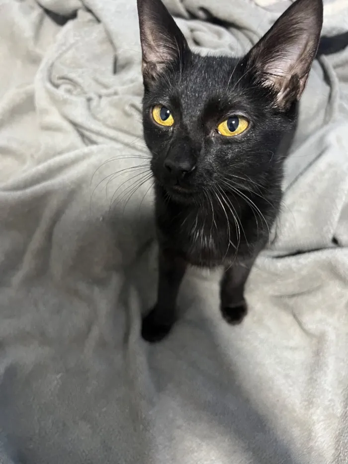 Gato raça SRD-ViraLata idade 2 a 6 meses nome Dark