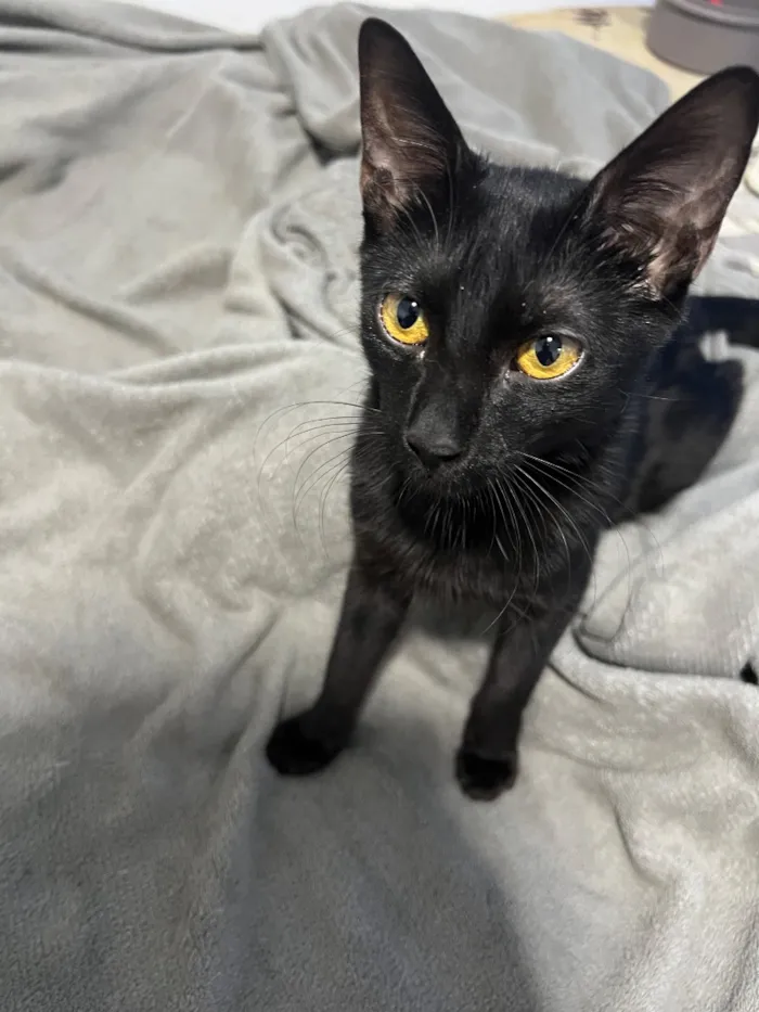 Gato raça SRD-ViraLata idade 2 a 6 meses nome Dark