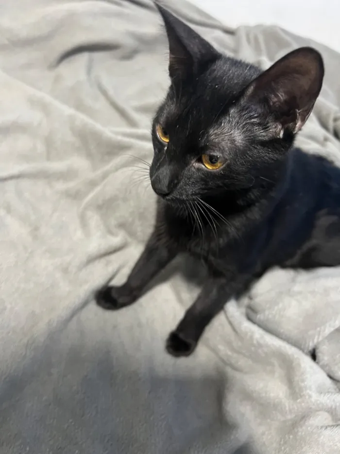Gato raça SRD-ViraLata idade 2 a 6 meses nome Dark
