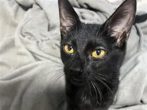 Gato raça SRD-ViraLata idade 2 a 6 meses nome Dark