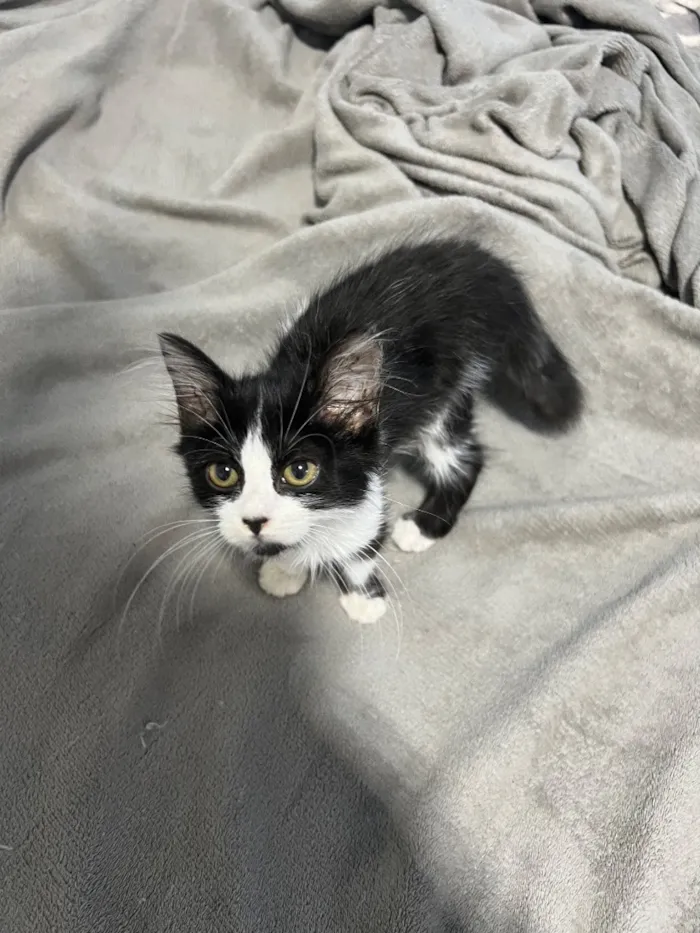 Gato raça SRD-ViraLata idade 2 a 6 meses nome Chloe