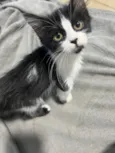Chloe
