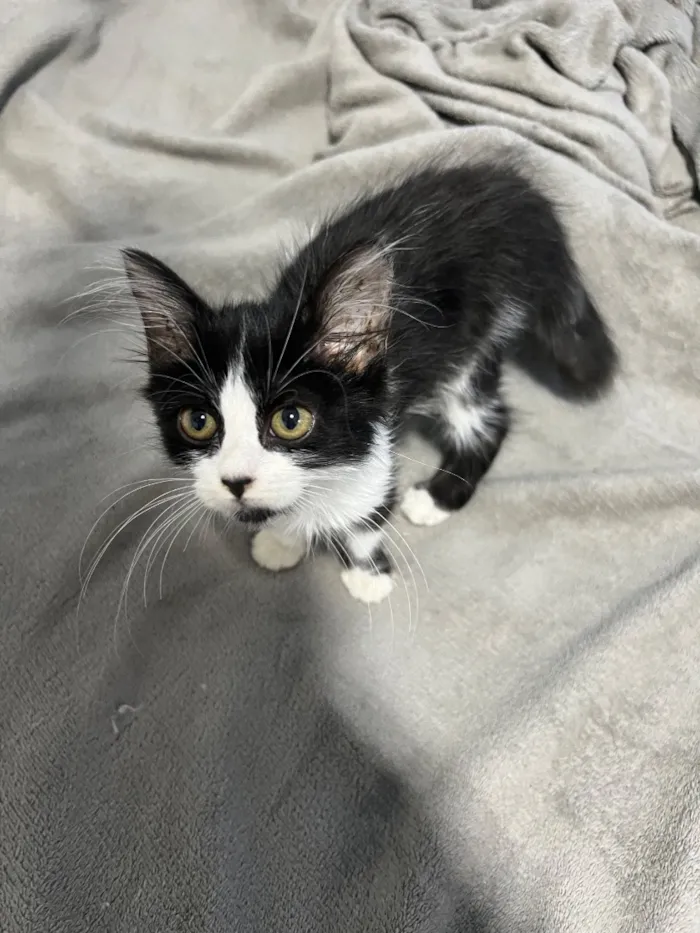 Gato raça SRD-ViraLata idade 2 a 6 meses nome Chloe