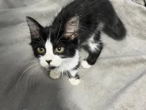 Gato raça SRD-ViraLata idade 2 a 6 meses nome Chloe