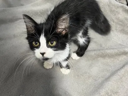 Gato raça SRD-ViraLata idade 2 a 6 meses nome Chloe