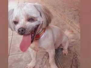 Cachorro raça Shitzu idade 2 anos nome thor