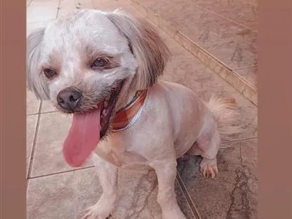 Cachorro raça Shitzu idade 2 anos nome thor