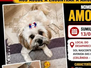 Cachorro raça Lhasa Apso idade 1 ano nome Amora