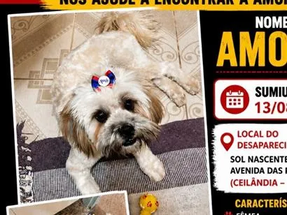 Cachorro raça Lhasa Apso idade 1 ano nome Amora
