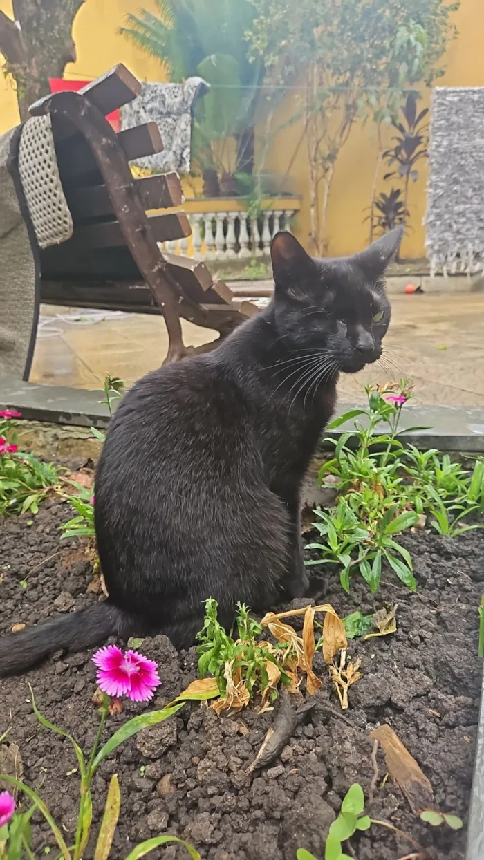 Gato raça SRD-ViraLata idade 2 a 6 meses nome Abel