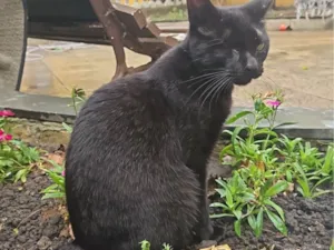 Gato raça SRD-ViraLata idade 2 a 6 meses nome Abel