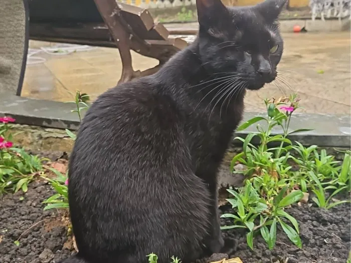 Gato raça SRD-ViraLata idade 2 a 6 meses nome Abel