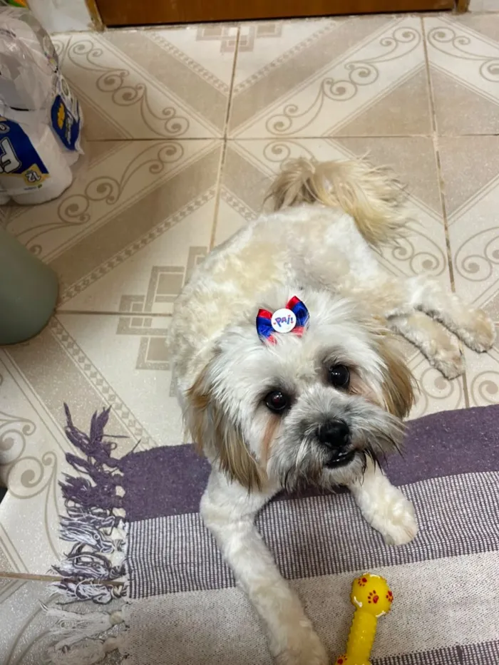 Cachorro raça SRD-ViraLata idade 1 ano nome Amora 