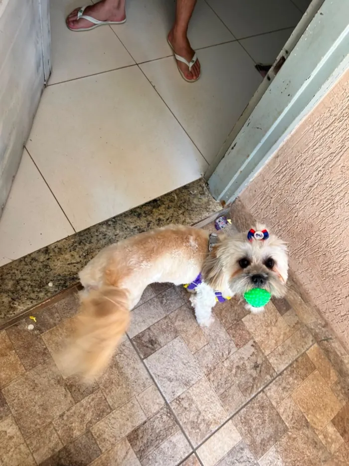 Cachorro raça SRD-ViraLata idade 1 ano nome Amora 