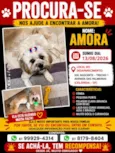 Amora 