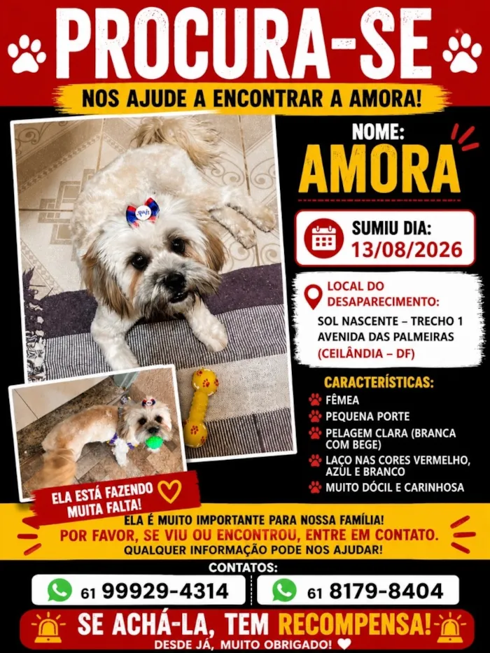 Cachorro raça SRD-ViraLata idade 1 ano nome Amora 